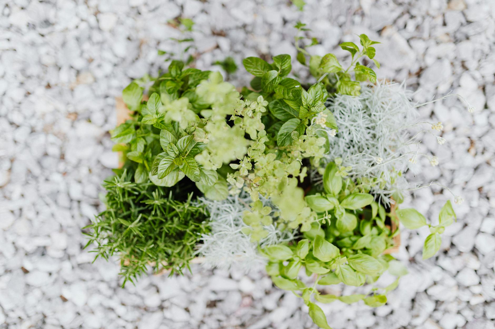 Fresh herbs growing in automated hydroponic smart garden system